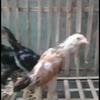 Gambar Anakan Ayam Super Trah import ShamoBrazil Ekor Lidi dari Ayam Aduan Import Kota Semarang 3 Tokopedia