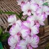 Gambar bunga anggrek Dendrobium den enoby dari Angphotorion Kab. Jember 1 Tokopedia