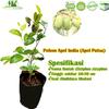 Gambar Pohon Tanaman Apel Putsa Bibit Apel India Futsa dari Purotani.ID Kab. Purworejo 1 Tokopedia
