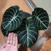 Gambar ready alocasia ninja asli hanya bonggol // alocasia ninja murah ready dari BonggolAglonema28 Jakarta Pusat 1 Tokopedia