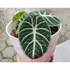 Gambar ready alocasia ninja asli hanya bonggol // alocasia ninja murah ready dari BonggolAglonema28 Jakarta Pusat 2 Tokopedia