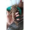 Gambar ready alocasia ninja asli hanya bonggol // alocasia ninja murah ready dari BonggolAglonema28 Jakarta Pusat 4 Tokopedia