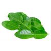 Gambar Segut Daun Jeruk Bubuk / Lime Leaves Powder dari SPU Official Kab. Bogor 2 Tokopedia