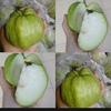 Gambar Jambu Kristal Tanpa Biji Guava Crystal Sunpride Per 1 kg dari ROOM STORE ID Jakarta Timur 1 Tokopedia