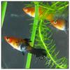 Gambar Ikan Hias Aquascape Platy Platis Molly Merah Loreng Hitam MURAH BANGET dari GERARD-TOYS Kota Bekasi 4 Tokopedia