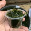 Gambar Moss Erect Moss - Tanaman Aquascape dari DEFA AQUATIC Kota Surabaya 2 Tokopedia