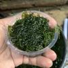Gambar Moss Erect Moss - Tanaman Aquascape dari DEFA AQUATIC Kota Surabaya 3 Tokopedia