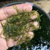 Gambar Moss Erect Moss - Tanaman Aquascape dari DEFA AQUATIC Kota Surabaya 1 Tokopedia