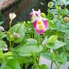 Gambar bunga torenia dari Angphotorion Kab. Jember 2 Tokopedia