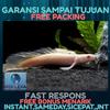 Gambar ikan palmas albino dari Galery_LeXa Jakarta Barat 1 Tokopedia