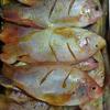 Gambar ikan Nila merah segar / berbumbu dari SukaSuka Shop Kota Malang 1 Tokopedia