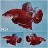 Gambar Ikan Cupang Multicolor Koi Nemo Cupang premium plakat betta dari Charu Toys Jakarta Utara 5 Tokopedia