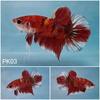 Gambar Ikan Cupang Multicolor Koi Nemo Cupang premium plakat betta dari Charu Toys Jakarta Utara 4 Tokopedia