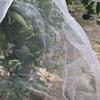 Gambar Insect Net Screen Jaring Penghalang Serangga Lebar 3m Mesh 40 Putih dari CV BAMBANG MAS OFFICIAL Kab. Blitar 2 Tokopedia