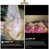 Gambar Nixunk Spray 60ml | Obat anti jamur, scabies kucing, anjing, kelinci dari Silutung Natura Kab. Bantul 5 Tokopedia