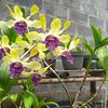 Gambar bunga anggrek Dendrobium marina mas agung dari Angphotorion Kab. Jember 1 Tokopedia