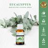 Gambar Sicher SA-101 Fragrance Oil Eucalyptus 10ml dari Sicher Ecosystem Jakarta Utara 1 Tokopedia