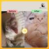 Gambar Vitamin Kucing KITTEN Jamur, Parasit, Scabies, Ringworm dan Rontok - 10 Kapsul dari Olive Care Official Shop Kota Tangerang 4 Tokopedia
