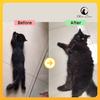 Gambar Vitamin Kucing untuk Nafsu Makan, Berat Badan Kurus, Bulu Kusam/Rontok - 10 Kapsul dari Olive Care Official Shop Kota Tangerang 4 Tokopedia