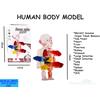 Gambar MAINAN EDUKASI ORGAN TUBUH MANUSIA HUMAN BODY MODEL - W603 SCIENCE IPA dari D'Best Toys Jakarta Utara 1 Tokopedia