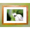 Gambar Bali Starling Prints dari Begawan.Life Shop Kab. Gianyar 3 Tokopedia