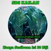 Gambar BENIH ECERAN SERIBUAN dari Toko Rumah Tani Kab. Bogor 3 Tokopedia