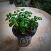 Gambar Dipteracanthus Elastica "bubble plant" - Tanaman Paludarium dari Debu dan Angin Aquascape Kota Tangerang Selatan 2 Tokopedia