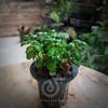 Gambar Dipteracanthus Elastica "bubble plant" - Tanaman Paludarium dari Debu dan Angin Aquascape Kota Tangerang Selatan 3 Tokopedia