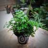 Gambar Bolbitis Heteroclita "difformis" / terrarium paludarium vivarium dari Debu dan Angin Aquascape Kota Tangerang Selatan 1 Tokopedia