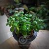Gambar Dipteracanthus Elastica "bubble plant" - Tanaman Paludarium dari Debu dan Angin Aquascape Kota Tangerang Selatan 1 Tokopedia