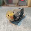 Gambar (Khusus Gosend & Grab Bandung) Anakan Lovebird Masih Lolohan - PB Fisceri dari ListrikShop Kab. Bandung 1 Tokopedia
