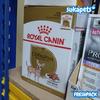Gambar Royal Canin Chihuahua Adult Makanan Anjing Dewasa Wet 85gr dari sukapets Jakarta Pusat 2 Tokopedia