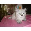 Gambar Kucing dari Phery Pet Shop Kota Ambon 1 Tokopedia