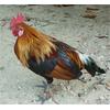 Gambar Ayam jantan dari Phery Pet Shop Kota Ambon 1 Tokopedia