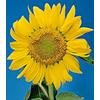 Gambar Kidstuff Sunflower Seed ( Biji Bunga Matahari) dari 2R Sunflower Seeds Kota Surabaya 3 Tokopedia