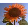 Gambar Sun Gold sunflower (seed) dari 2R Sunflower Seeds Kota Surabaya 1 Tokopedia