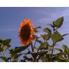 Gambar Sun Gold sunflower (seed) dari 2R Sunflower Seeds Kota Surabaya 2 Tokopedia
