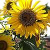 Gambar Mexico Sun-Gold Sunflower (seed) dari 2R Sunflower Seeds Kota Surabaya 1 Tokopedia