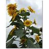 Gambar Mexico Sun-Gold Sunflower (seed) dari 2R Sunflower Seeds Kota Surabaya 2 Tokopedia