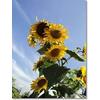 Gambar Mexico Sun-Gold Sunflower (seed) dari 2R Sunflower Seeds Kota Surabaya 3 Tokopedia
