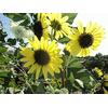 Gambar Sun Burst Hybrid Sunflower (seed) dari 2R Sunflower Seeds Kota Surabaya 1 Tokopedia