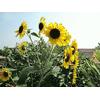 Gambar Sun Burst Hybrid Sunflower (seed) dari 2R Sunflower Seeds Kota Surabaya 2 Tokopedia