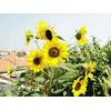 Gambar Sun Burst Hybrid Sunflower (seed) dari 2R Sunflower Seeds Kota Surabaya 3 Tokopedia