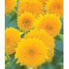 Gambar Teddy bear sunflower seed dari 2R Sunflower Seeds Kota Surabaya 1 Tokopedia