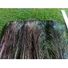 Gambar Bulu Merak Dari China dari Toko Bahan Kulit Decangkir Kab. Magetan 3 Tokopedia