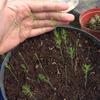 Gambar 1 Kaleng Biji Benih Eceran Asparagus F1 varietas UC800 dari Biji Benih Kota Medan 3 Tokopedia