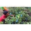 Gambar Bibit Jambu Kristal Bersertifikat dari NUSAGROW NURSERIES Kota Bogor 2 Tokopedia