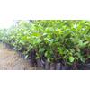 Gambar Bibit Jambu Kristal Bersertifikat dari NUSAGROW NURSERIES Kota Bogor 1 Tokopedia