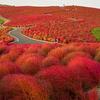 Gambar Benih Grass Burning Bush Red Kochia scoparia Unique Red Grass dari Amefurashi Jakarta Selatan 1 Tokopedia