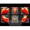 Gambar cover motor vario 125 ukuran M dari SuryaGuna Kab. Tulungagung 5 Tokopedia